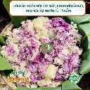 Xôi cẩm sắn Điện Biên